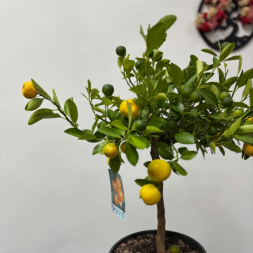 Citrus Mitis Calamondino – Цитрус в горшке