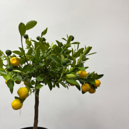 Citrus Mitis Calamondino – Цитрус в горшке