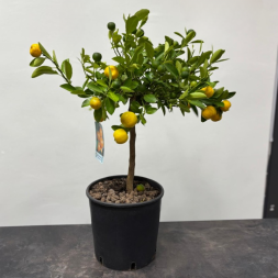 Citrus Mitis Calamondino – Цитрус в горшке