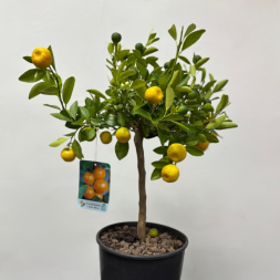 Citrus Mitis Calamondino – Цитрус в горшке