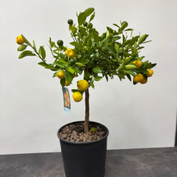 Citrus Mitis Calamondino – Цитрус в горшке