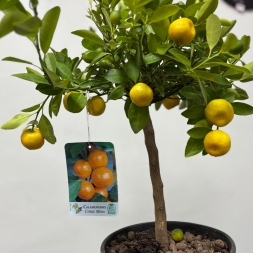 Citrus Mitis Calamondino – Цитрус в горшке