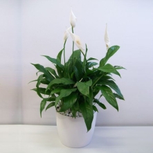 Big spathiphyllum pot alt vedere product