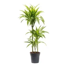 Dracaena Lemon Lime alt vedere product