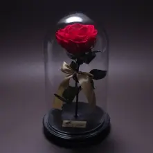 Red Great Preserved Rose in Glass Dome alt vedere product