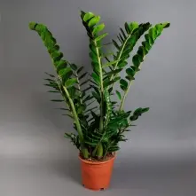 Zamioculcas 50 cm alt vedere product