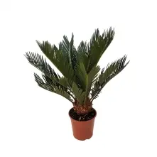 Cycas Revoluta in Pot alt vedere product