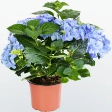Blue Hydrangea in Pot alt vedere product