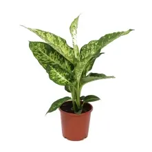Dieffenbachia alt vedere product